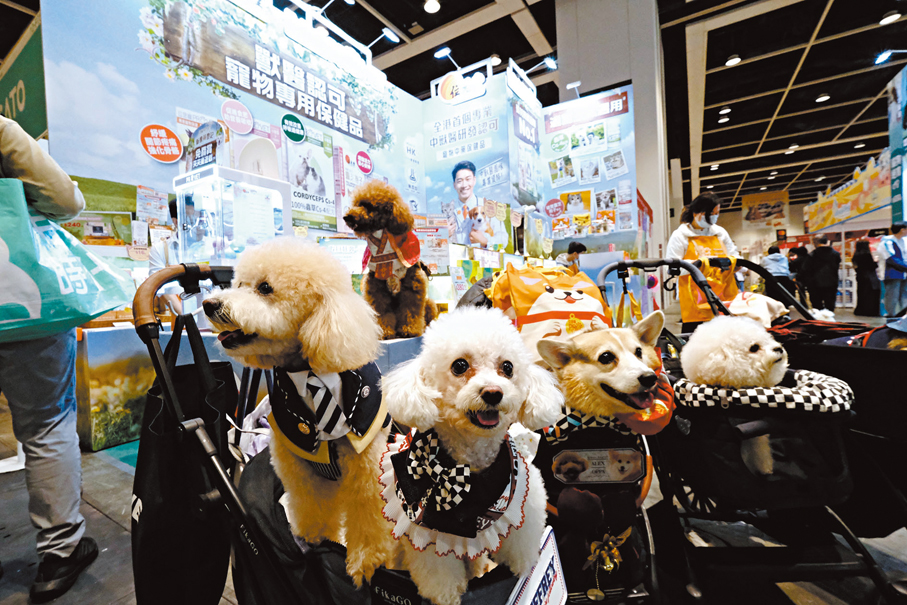 ●寵物節成為寵物犬聚會場地。香港文匯報記者涂穴  攝