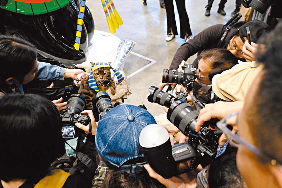 ●「法老貓」成為「龍友」拍照目標。 香港文匯報記者涂穴 攝