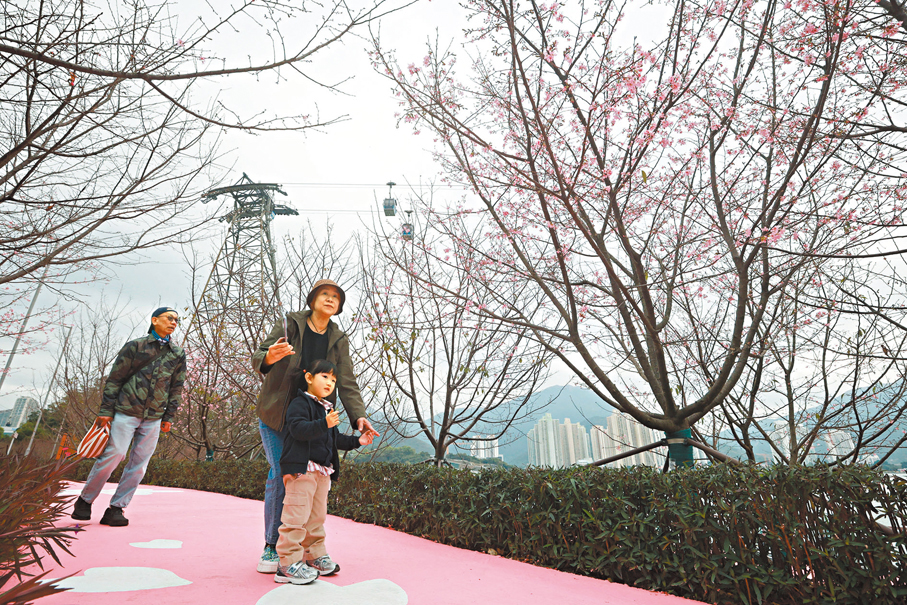 ●香港機場櫻花園開放。 香港文匯報記者郭木又  攝