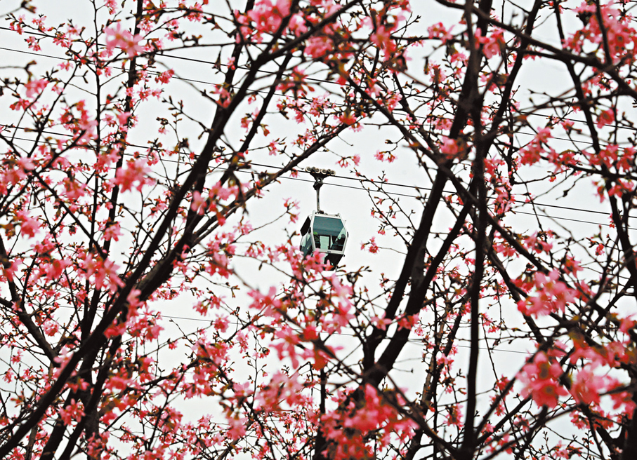 ●櫻花園成為市民打卡點。香港文匯報記者郭木又  攝