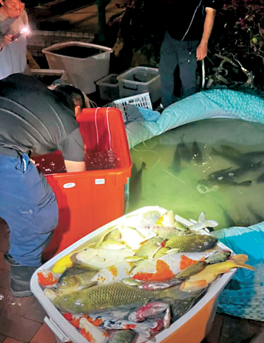 ●早前動物團體義工與街坊及管理員合力拯救魚隻。 資料圖片
