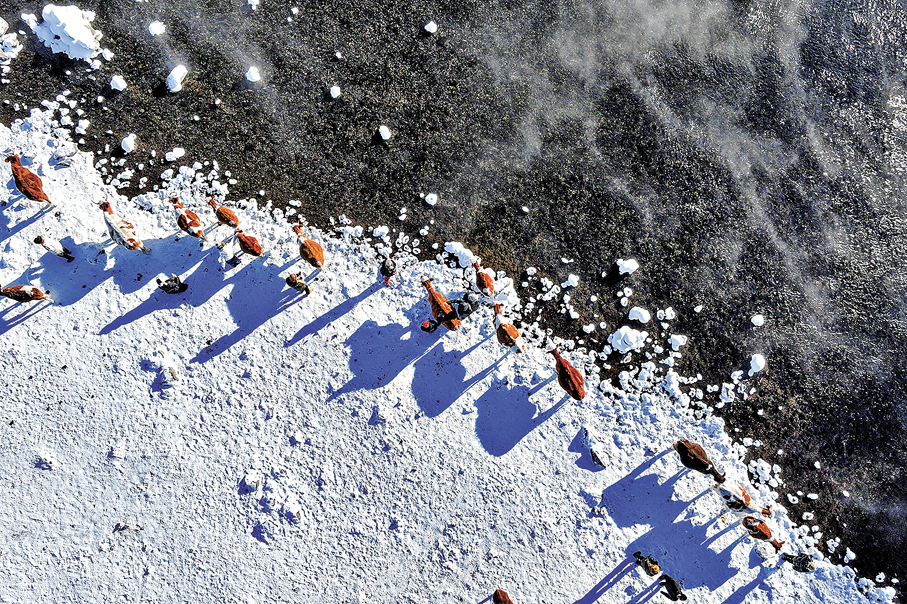 ●不凍河自然奇觀，偶有牧民趕着牛群從霧中穿行。