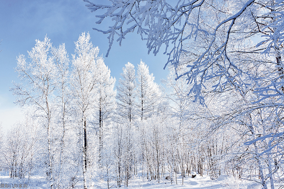 ●阿爾山的雪，在嶺點畫廊處綻放出最極致的詩意。