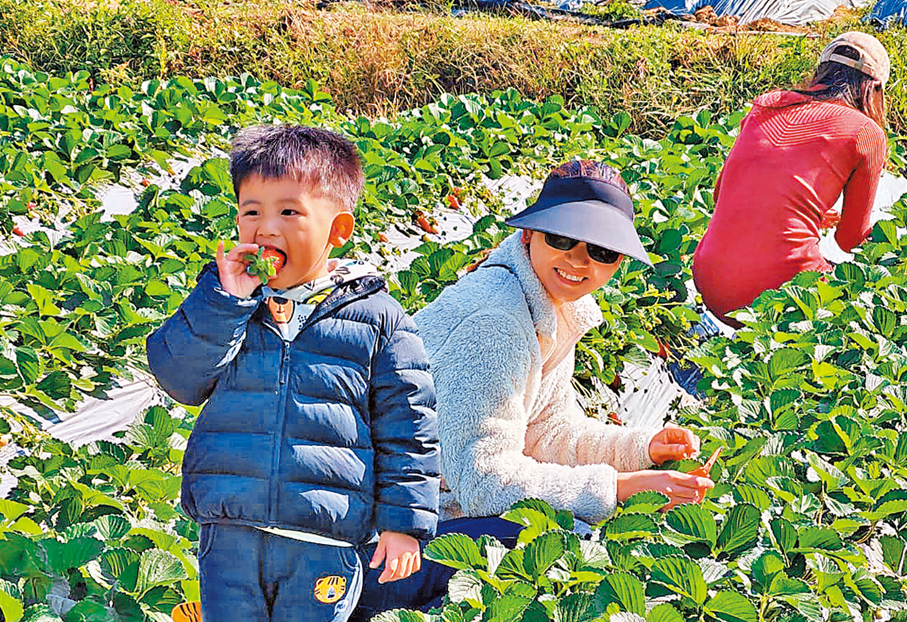 士多啤梨園即摘即食。