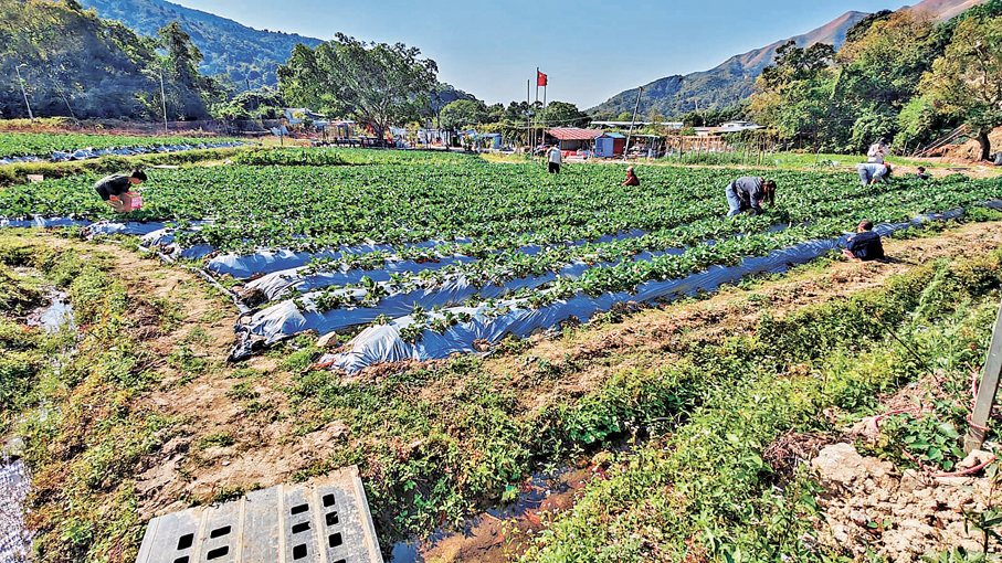 今個冬季全新開放的中泰農莊