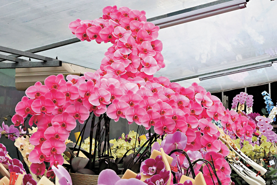 ●今年推出的馬造型蘭花。  香港文匯報記者萬霜靈 攝