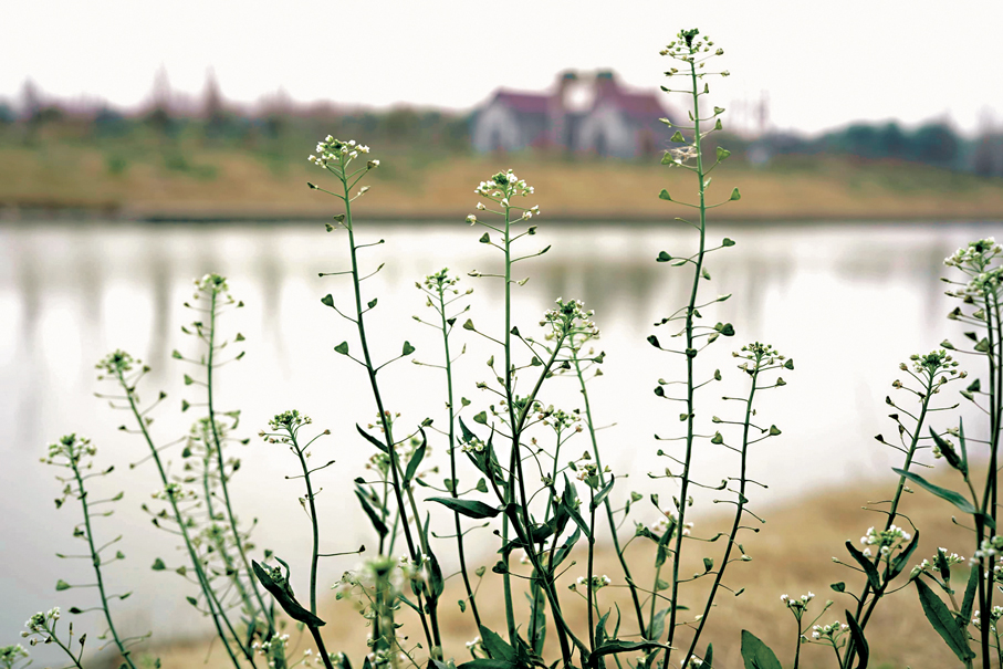 ●圖為薺菜花。 資料圖片