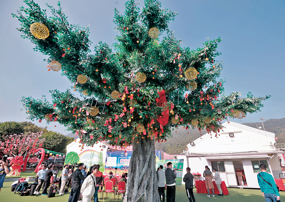 ●大埔林村許願樹。 香港文匯報記者郭木又  攝
