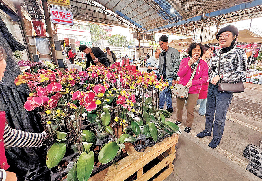 ●廣州嶺南花卉市場，市民在選購年花。