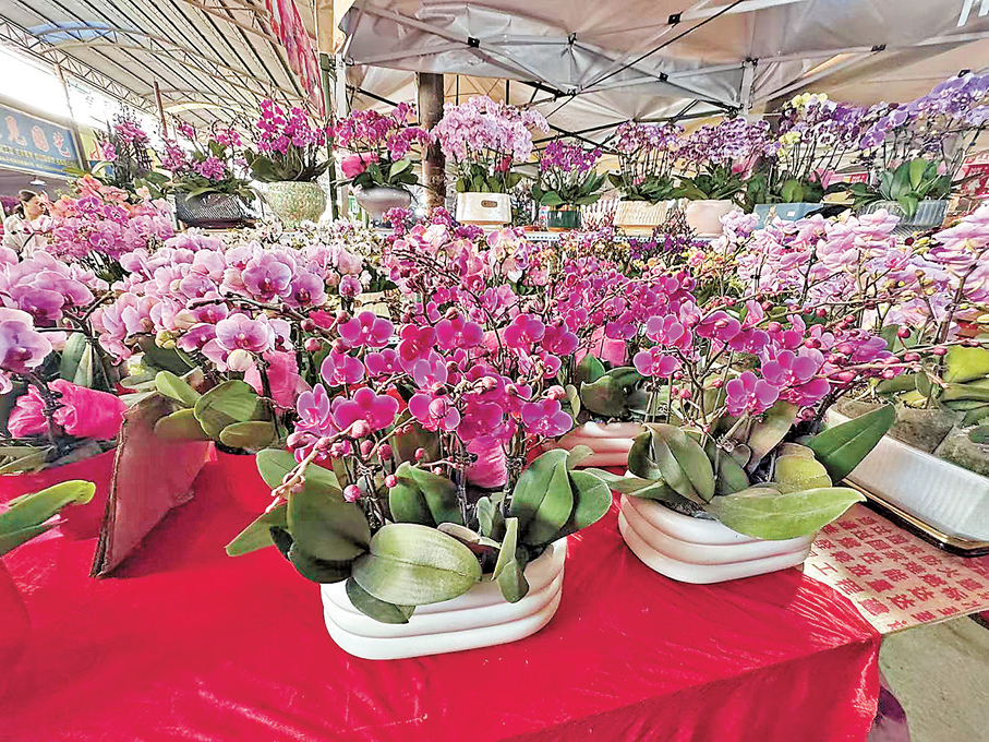 ●這款小型花的滿天紅是很多香港客戶的心水之選。