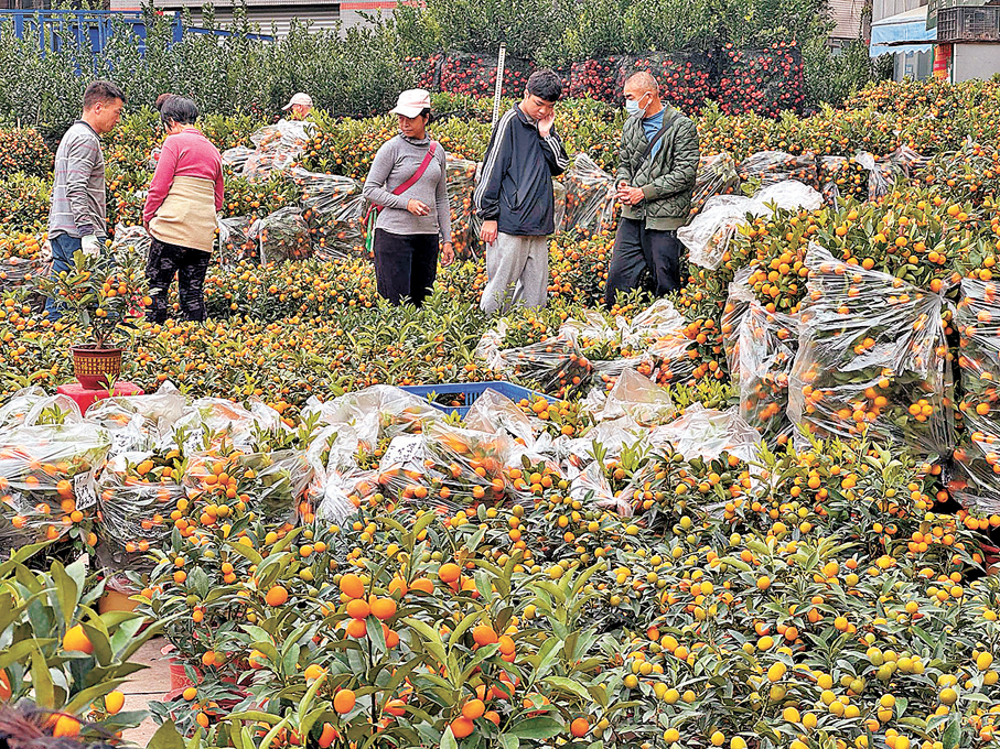●在嶺南花卉市場，道路兩旁都是金燦燦的年桔。圖為市民在忙着挑選年桔。