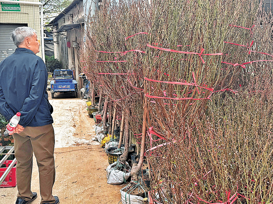 ●在嶺南花卉市場，一捆捆桃花枝條疏朗，花苞密密匝匝。