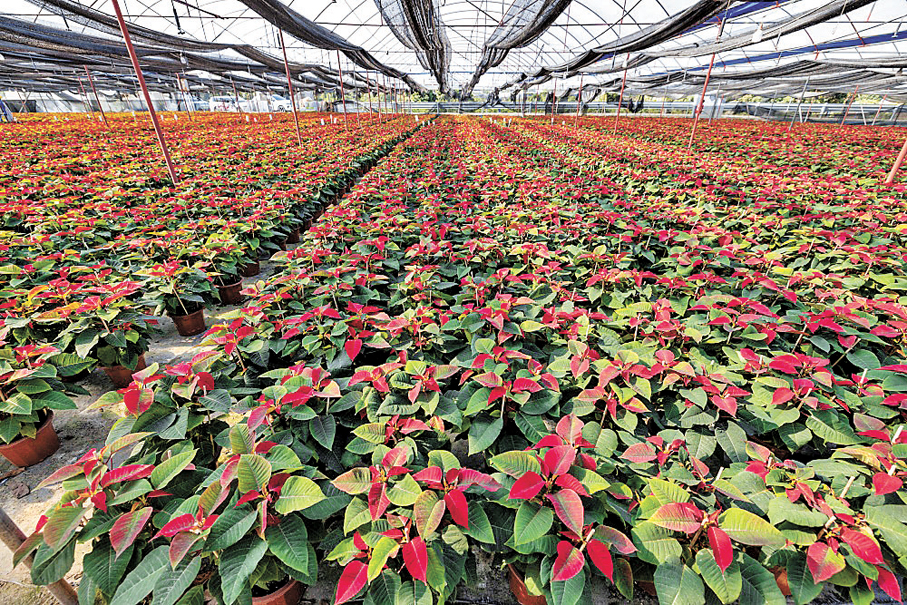 ●廣州白雲區一個年花種植基地內的一品紅。  香港文匯報廣州傳真