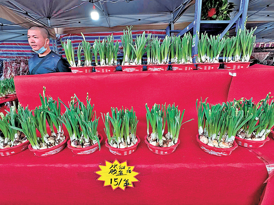 ●嶺南花卉市場，一大盆水仙花只需要15元人民幣。