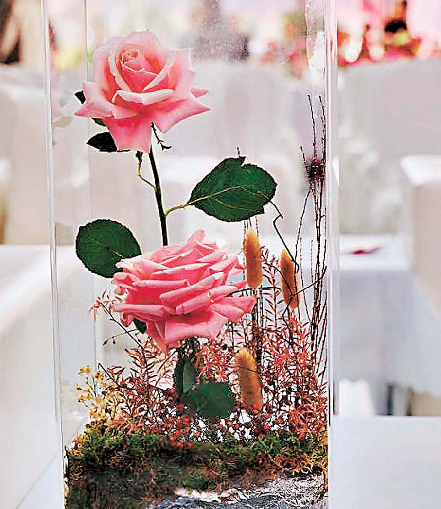 ●「嬌龍」月季  新華社