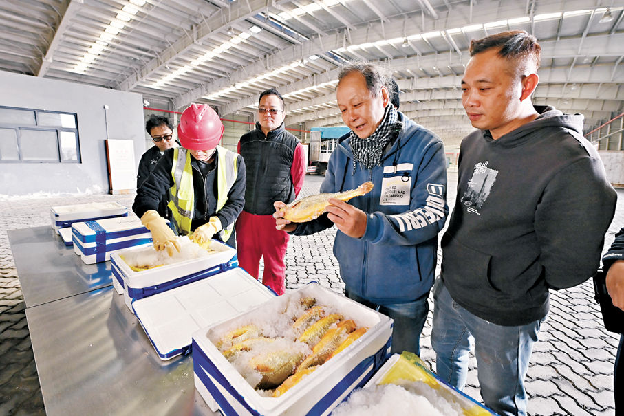 ●台灣船員在碼頭貨倉內查看即將運往台灣的大黃魚。 中新社