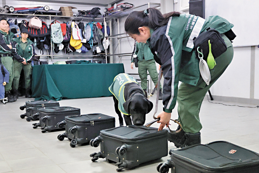 ●偵緝犬接受行李搜查訓練。 香港文匯報記者黃艾力  攝