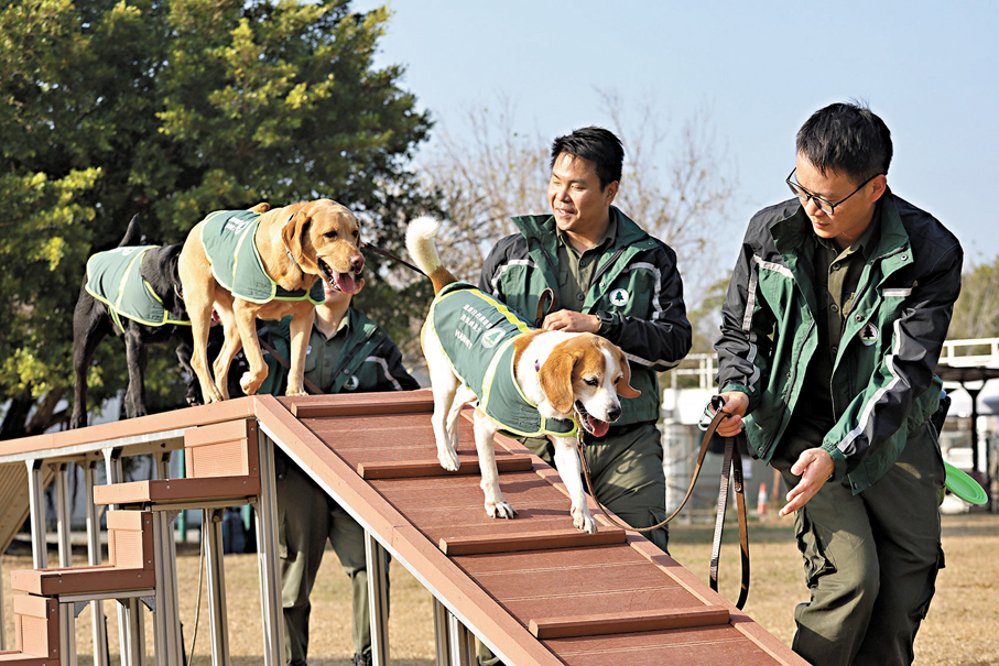 ●偵緝犬接受戶外活動訓練。香港文匯報記者黃艾力  攝