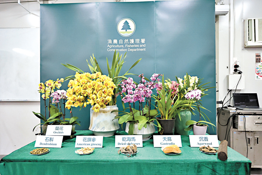 ●蘭花、石斛、花旗參、乾海馬、天麻、沉香等多類動植物瀕危物種受香港法例規管。 香港文匯報記者黃艾力  攝