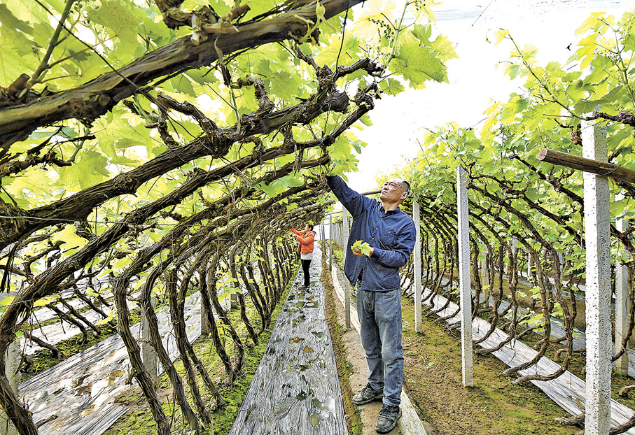 ●今年中央一號文件高度聚焦「三農」工作，有分析認為，農業農村現代化進入「系統推進、全面落地階段」。 資料圖片