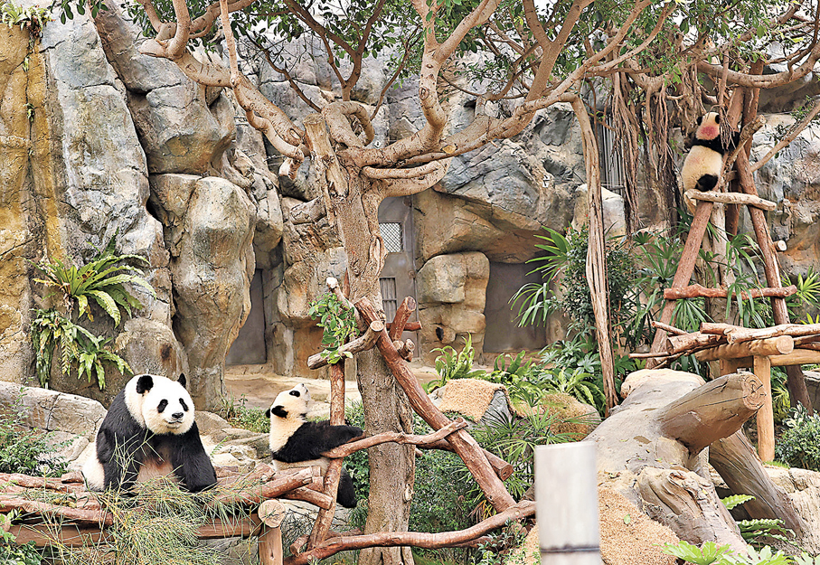 ●去年5月，大熊貓「盈盈」（左一）與「加加」及「得得」同框。 資料圖片