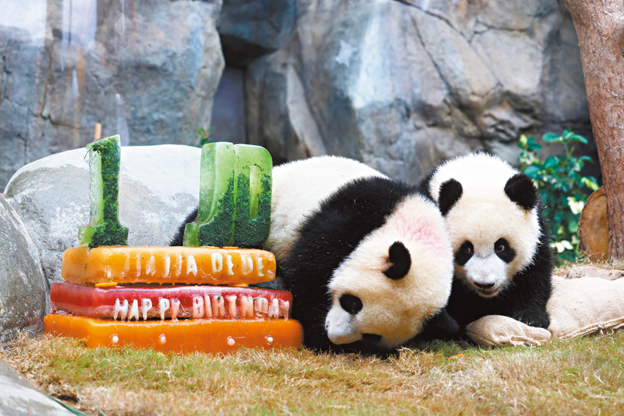 ●去年8月，海洋公園為大熊貓龍鳳胎「得得」、「加加」舉行一歲生日大派對。 資料圖片