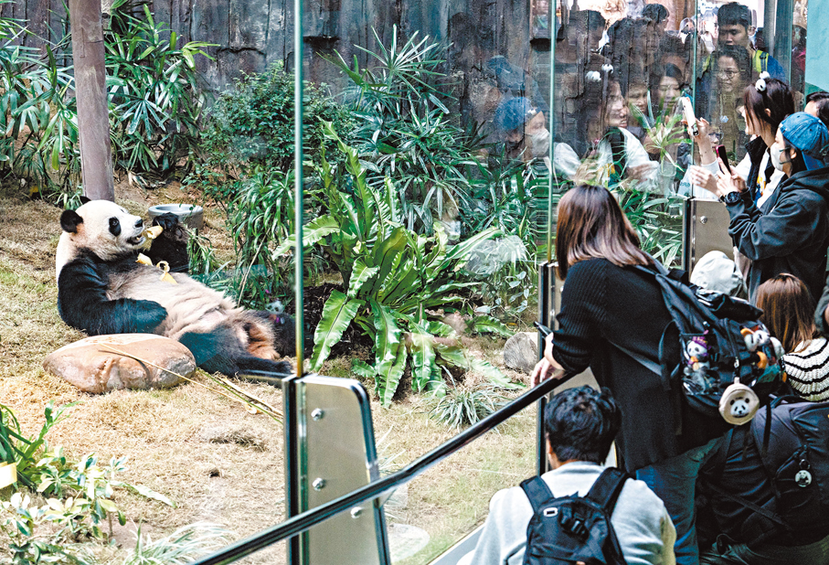 ●2024年12月，中央贈港大熊貓「安安」與「可可」在海洋公園與市民遊客正式見面。圖為「安安」吸引不少市民遊客拍照。  資料圖片