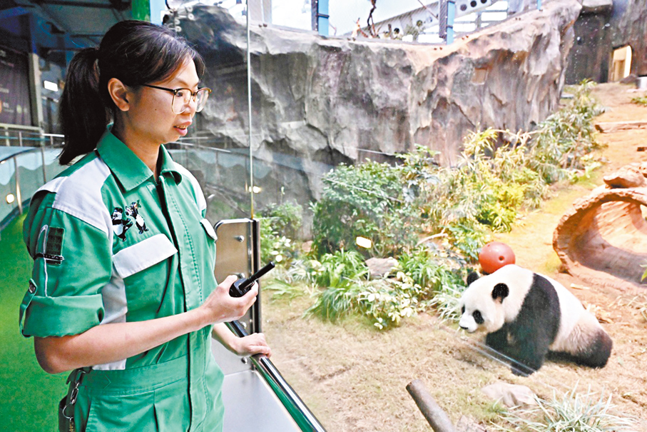 ●圖為「奶媽」鄧巧賢平日在園內照顧大熊貓「可可」的情況，觀察牠的行為變化。 資料圖片