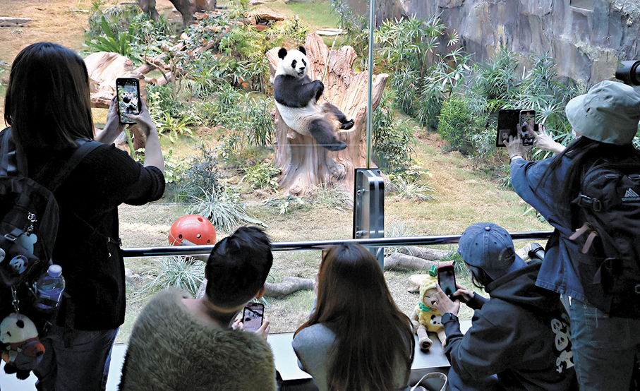 ●大熊貓「可可」於海洋公園內深受旅客歡迎，爭相舉起手機拍照。 資料圖片