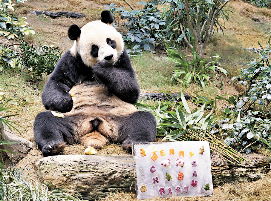 ●2024年12月，海洋公園為大熊貓「安安」及「可可」（圖）共度首個聖誕。 資料圖片