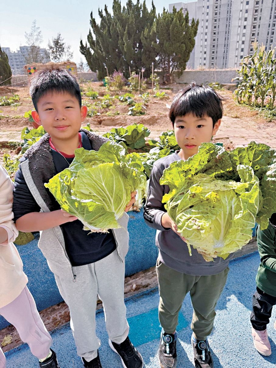 ●小朋友親手種大白菜再派給街坊。