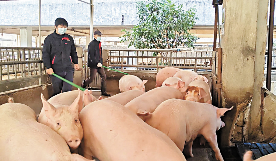 ●出倉前，工作人員將豬隻趕往供港運輸車輛。 香港文匯報記者石華  攝