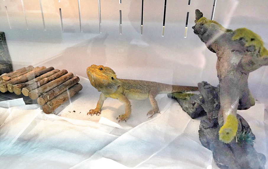 ●埔埔（鬆獅蜥蜴）是埔浸小的「家庭成員」，從原校舍被帶至臨時校舍的STEAM Space。