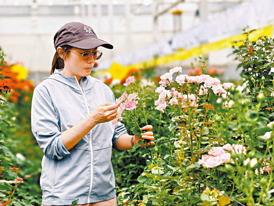●雲南省農業科學院花卉研究所蔡艷飛研究員在進行新品月季研究。