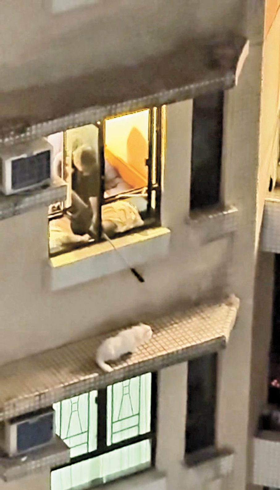 ●涉案貓隻事後由人員救走，並交由事主家人照顧。 視頻截圖