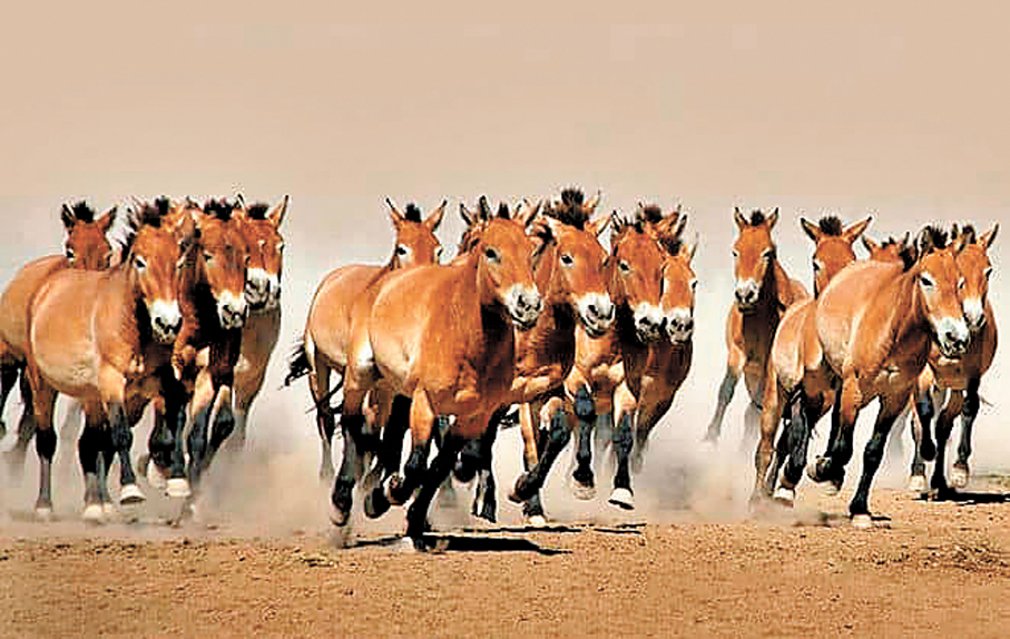 ●圖為新疆的普氏野馬。 資料圖片