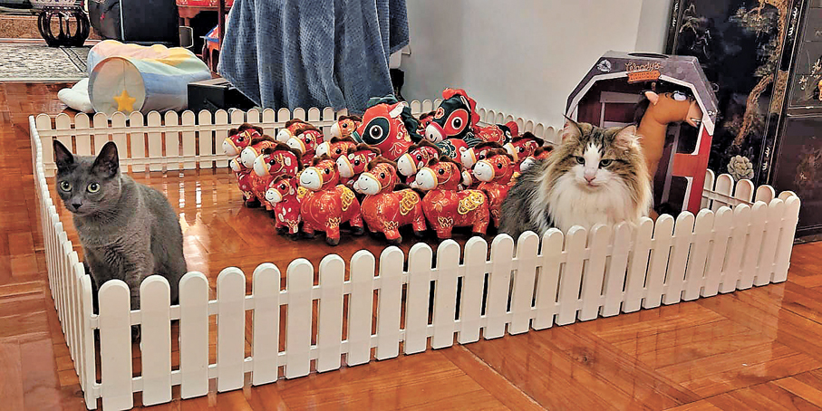 ●「喵喵」（圖右）和「豆哣」每天在圍欄內巡視可愛小馬兒。  作者供圖