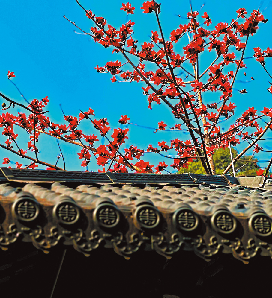 ●今年過年天氣好氣溫高，木棉花也比往年開得早。 作者供圖