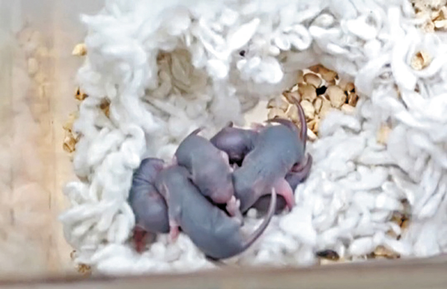 ●繼去年12月產下第一窩9隻鼠寶寶後，「太空小鼠」後續再順利生下兩窩鼠寶寶。 央視截圖