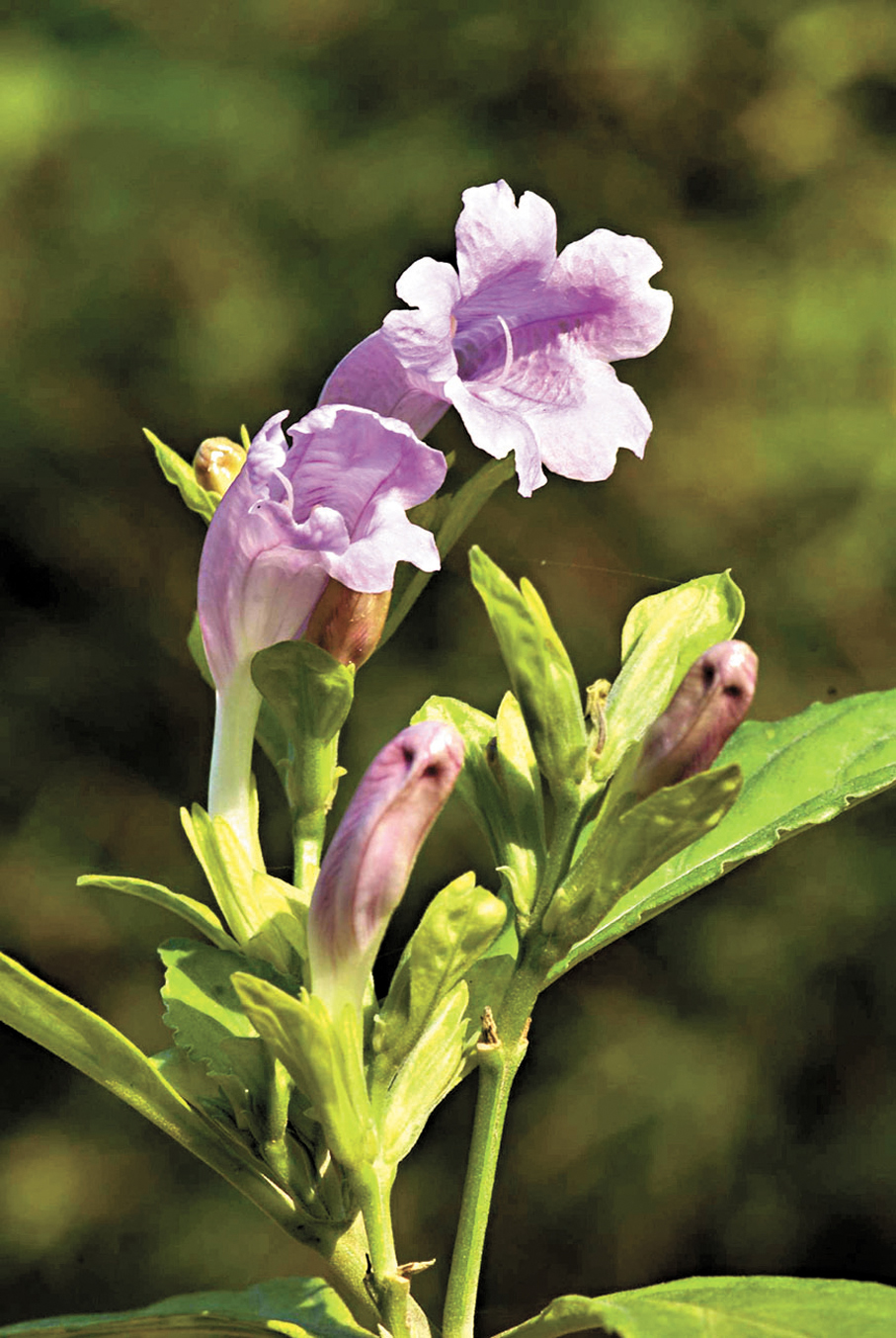 ●圖為馬藍。 資料圖片