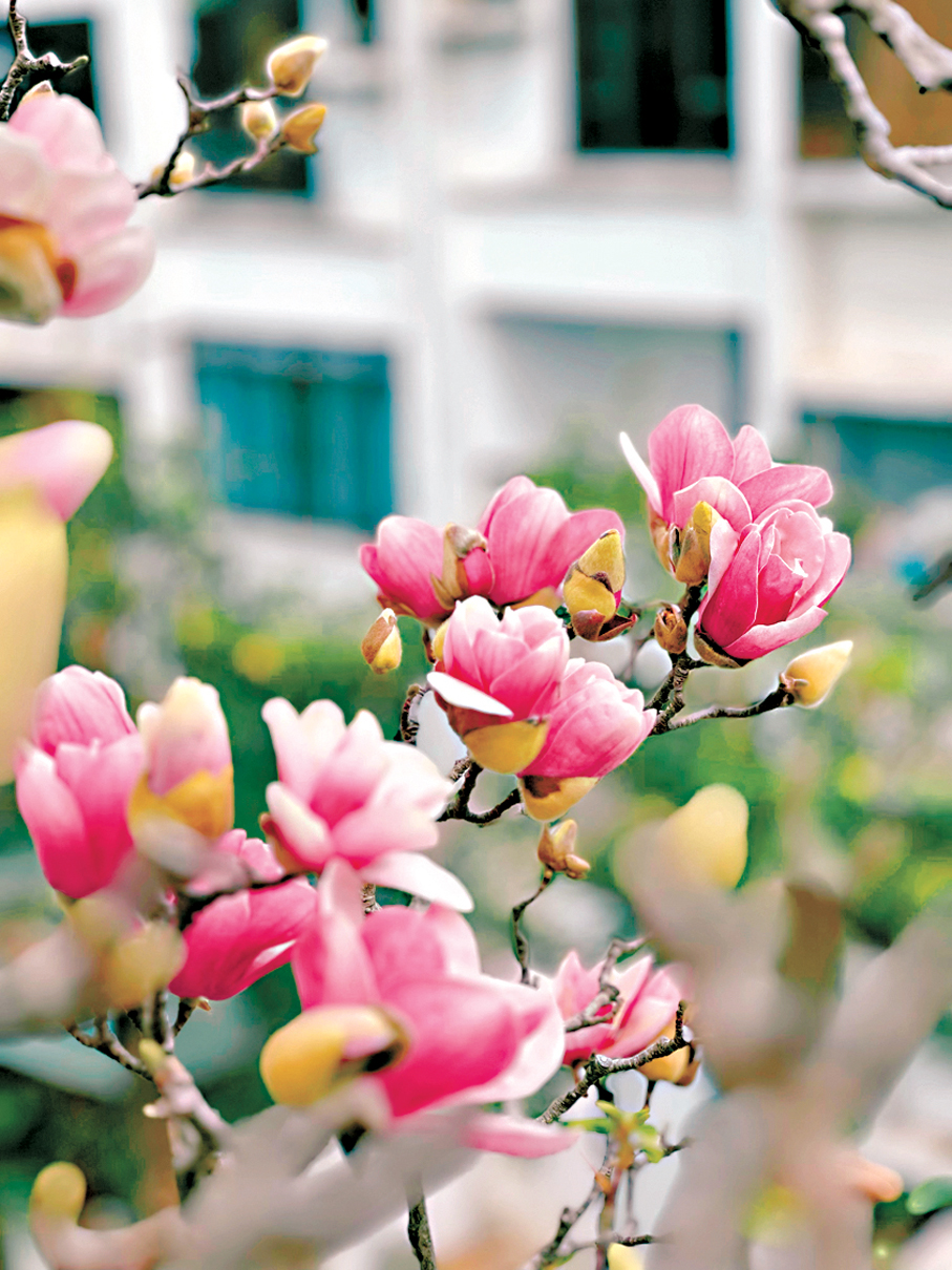 ●玉蘭花開。  作者供圖