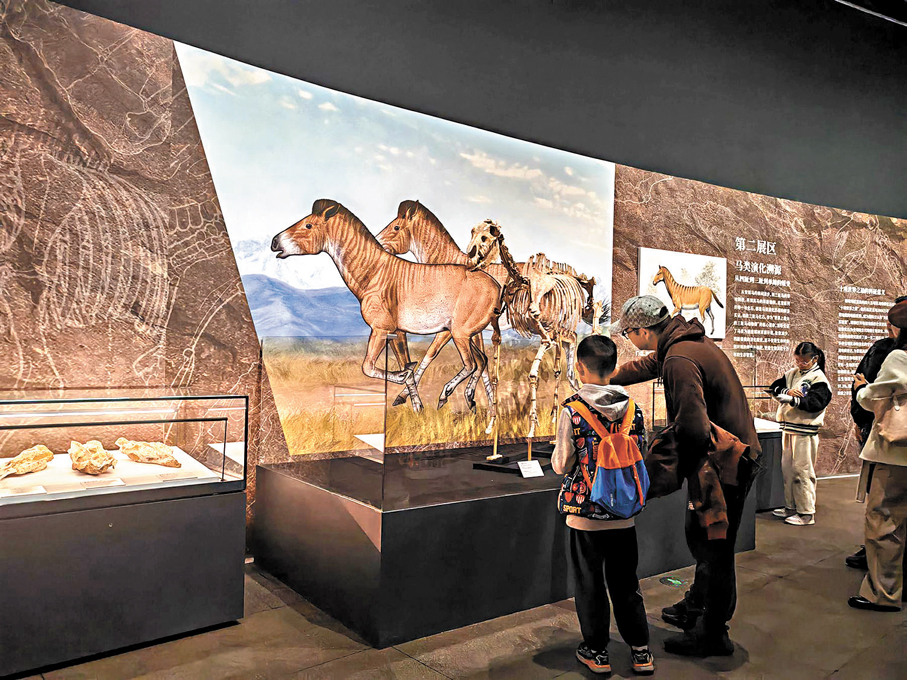 ●市民在深圳美術館了解馬的進化歷史。 石華 攝