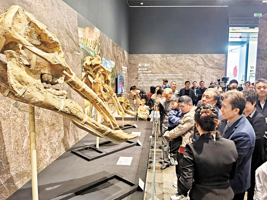 ●「蹄印貫古今——三趾馬與真馬演化史詩」展覽現場