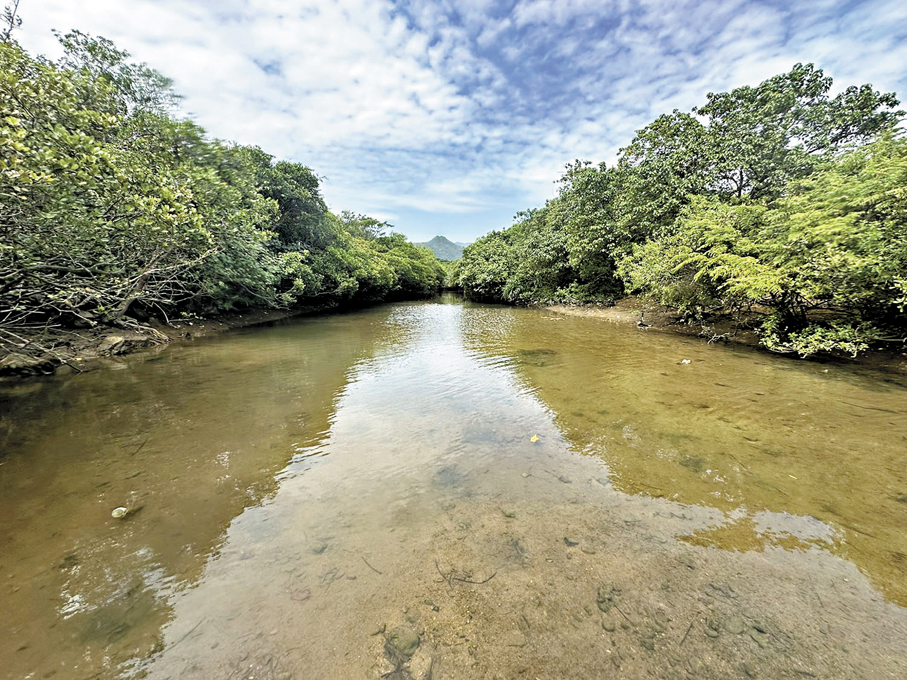 ●水口最大生態特色在於陸地和海洋生境的無縫過渡。 發展局網誌圖片