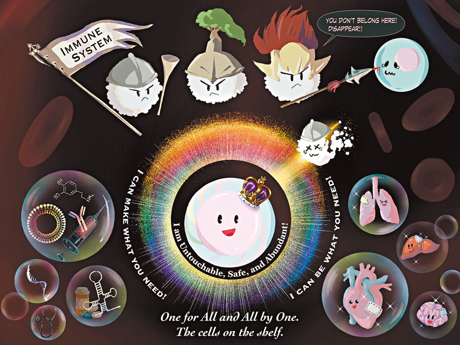 ●圖示一種安全、通用型的幹細胞來源，能避開免疫系統攻擊。這些細胞可進一步製成具治療作用的多類細胞，為患者提供更多治療方法。  港大網站圖片