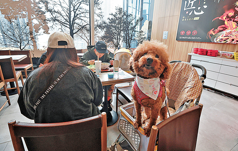 ●狗隻准入食肆的相關規例預計於5月8日起生效。 資料圖片