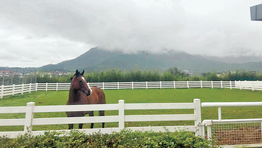●從化馬場的放草區能夠充分釋放馬匹的天性，得到很好的休養。 香港文匯報記者敖敏輝  攝