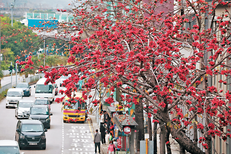 ●種植於行人路上的大樹，近日綻放艷麗奪目的木棉花，令繁忙的道路增添生氣與色彩。 香港文匯報記者郭木又  攝