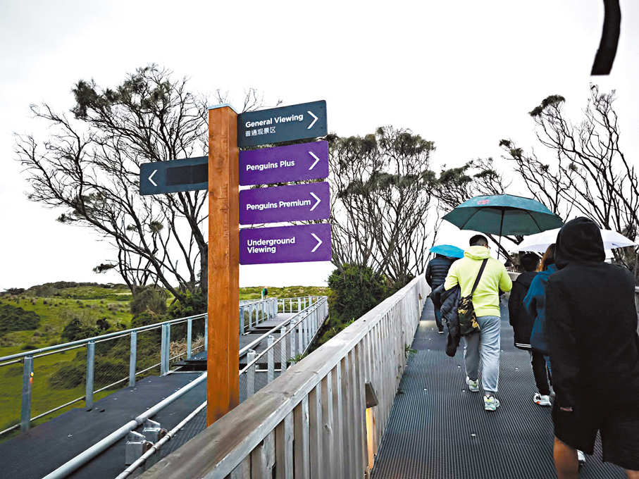●沿此路按指引到達近距離觀賞企鵝歸巢的地方。