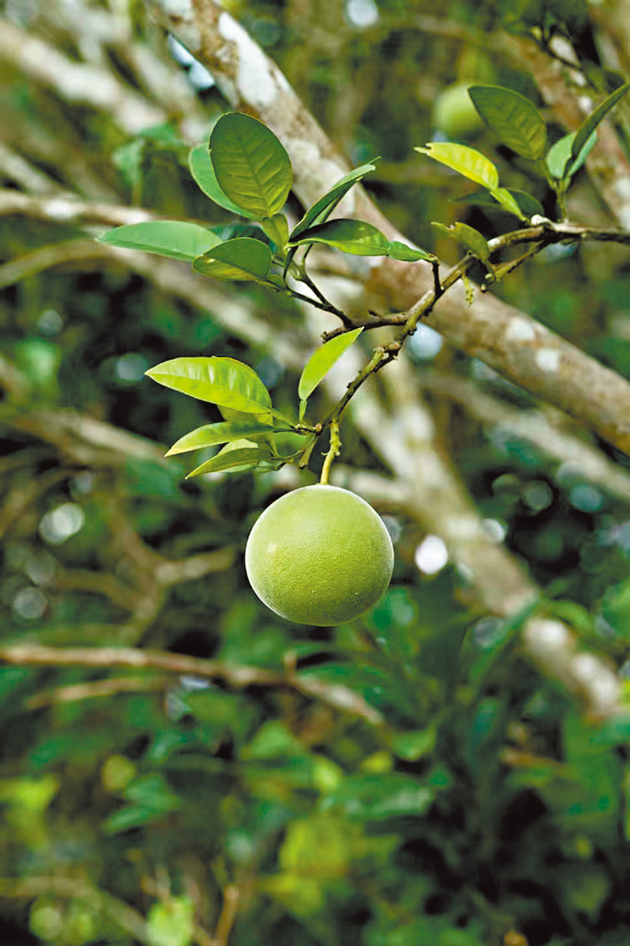 ●橘紅果。香港文匯報化州傳真